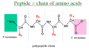 синтез пептидов из аминокислот