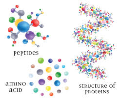пептиды в красном вине, белки, аминокислоты
